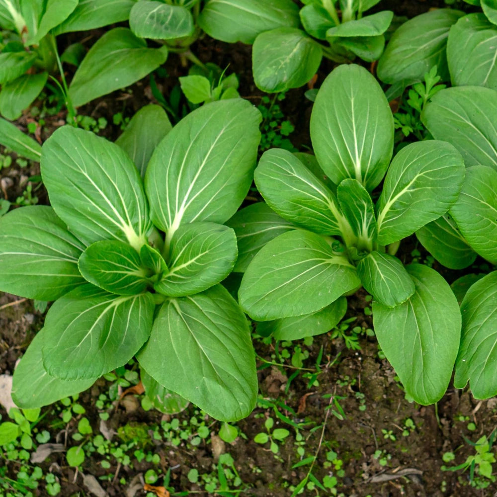 Bok Choy Chinese Cabbage Seeds