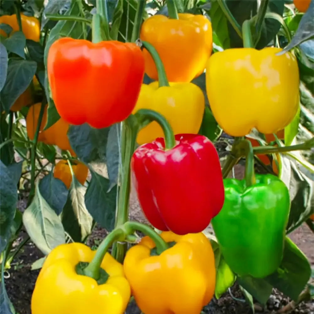 Rainbow Bell Pepper Seeds