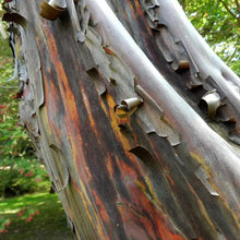 Rainbow Eucalyptus Seeds