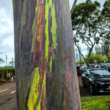 Rainbow Eucalyptus Seeds