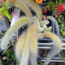 Rat Tail Cactus Seeds