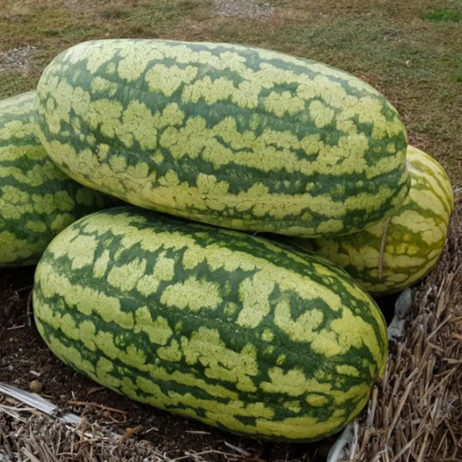 Rattlesnake Watermelon Seeds