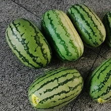 Rattlesnake Watermelon Seeds