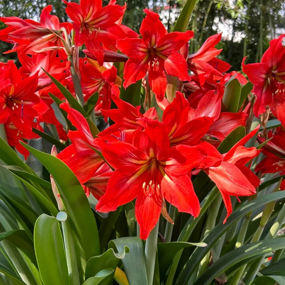 Red Amaryllis Seeds