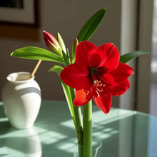 Red Amaryllis Seeds