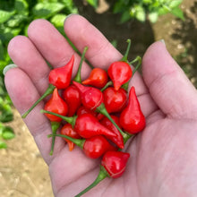 Red Biquinho Pepper Seeds