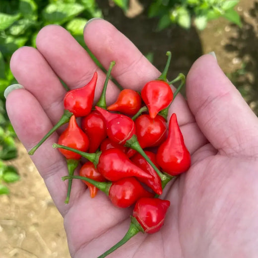 Red Biquinho Pepper Seeds