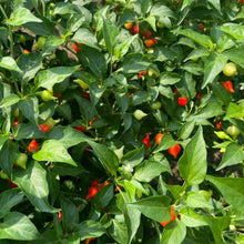 Red Biquinho Pepper Seeds