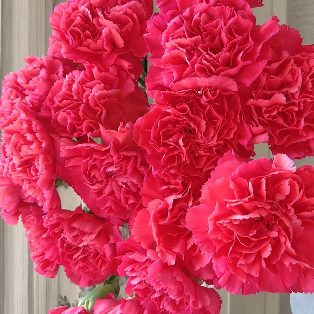 Red Carnation Flower Seeds