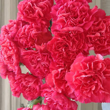 Red Carnation Flower Seeds