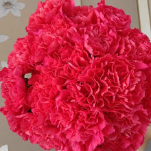 Red Carnation Flower Seeds