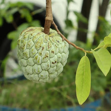 Red Custard Apple Seeds