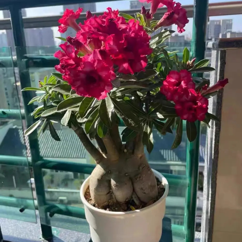Red Desert Rose Seeds