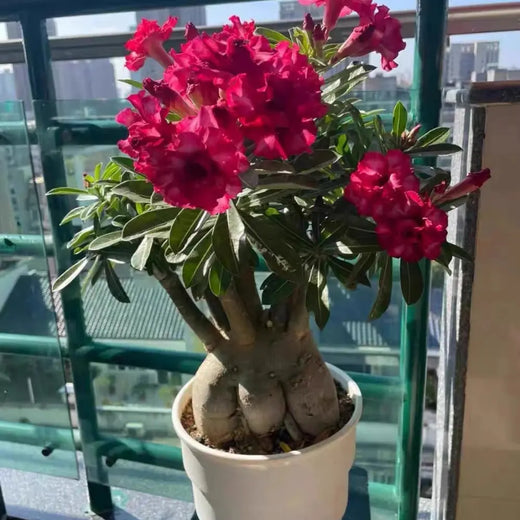 Red Desert Rose Seeds
