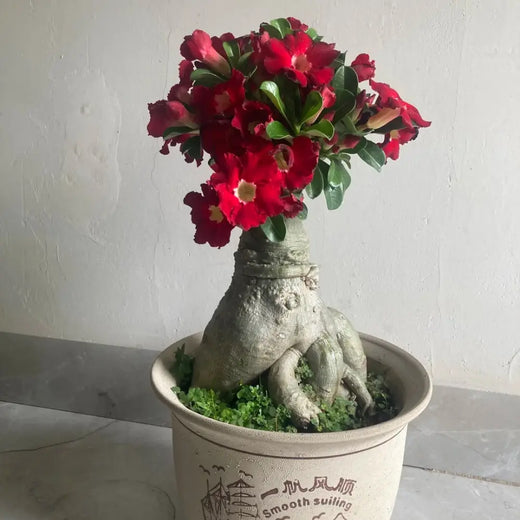 Red Desert Rose Seeds