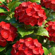Red Hydrangea Flower Seeds
