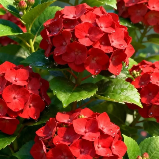 Red Hydrangea Flower Seeds