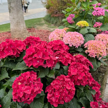 Red Hydrangea Flower Seeds