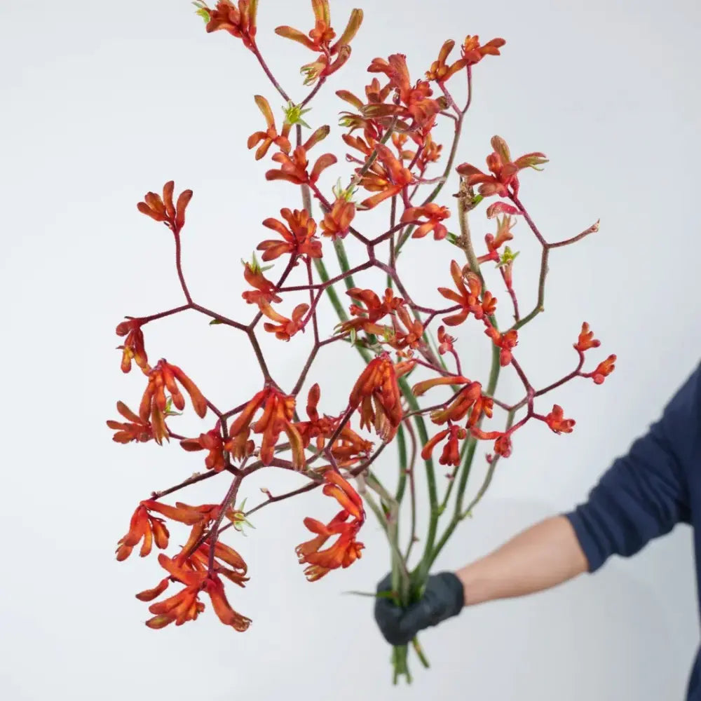 Red Kangaroo Paw Seeds