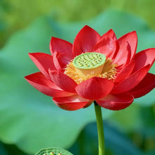 Red Lotus Flower Seeds