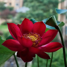 Red Lotus Flower Seeds