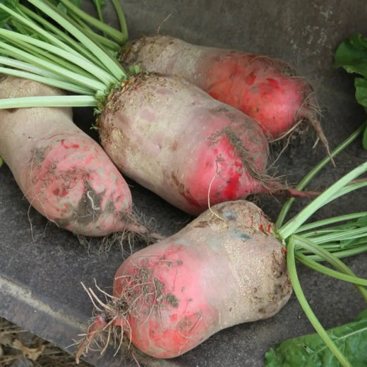 Red Mammoth Beet Seeds