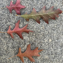 Red Oak Seeds