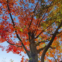 Red Oak Seeds