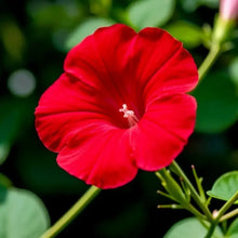 Red Petunia Seeds