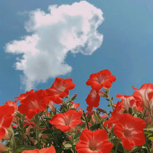 Red Petunia Seeds