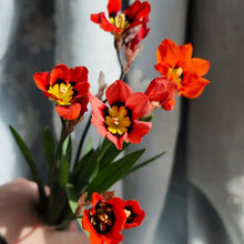 Red Sparaxis Flower Seeds