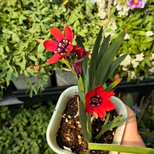 Red Sparaxis Flower Seeds