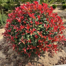 Red Tip Photinia Seeds
