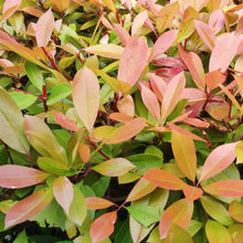 Red Tip Photinia Seeds