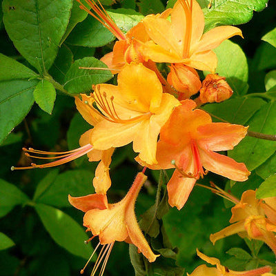 Orange Azalea Flower Seeds