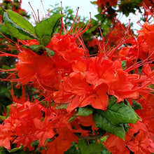 Orange Azalea Flower Seeds