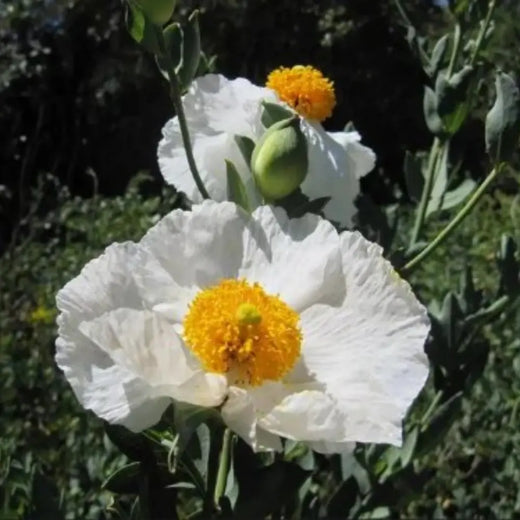 Romneya Coulteri Flower Seeds