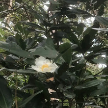Romneya Coulteri Flower Seeds