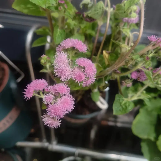 Rose Floss Flower Seeds