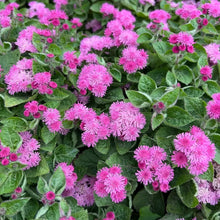 Rose Floss Flower Seeds