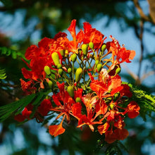Royal Poinciana Seeds