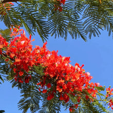 Royal Poinciana Seeds