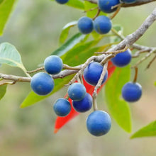 Rudraksha Seeds