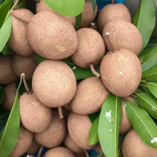 Sapota Seeds