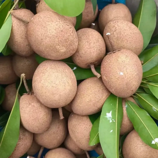 Sapota Seeds