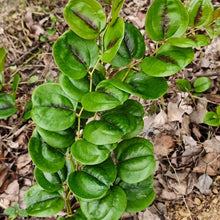 Sarsaparilla Seeds