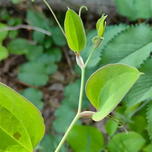 Sarsaparilla Seeds