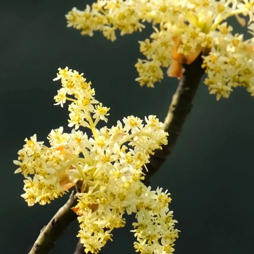 Sassafras Tree Seeds