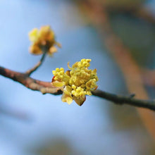 Sassafras Tree Seeds