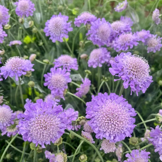 Scabiosa Atropurpurea Seeds - Mix